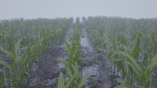 Synthetic Maize Plants