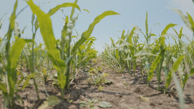 Synthetic Maize Plants