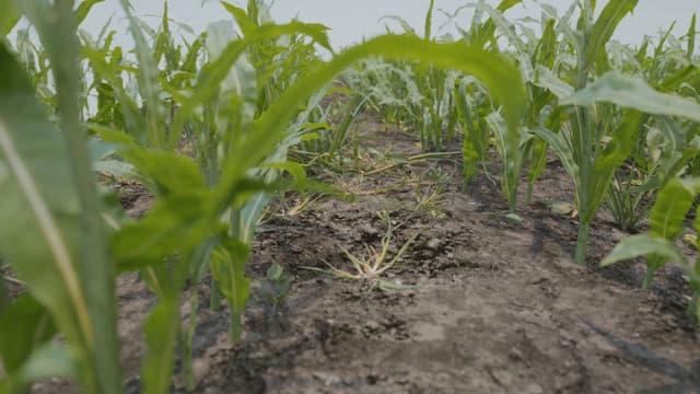 Synthetic Maize Plants