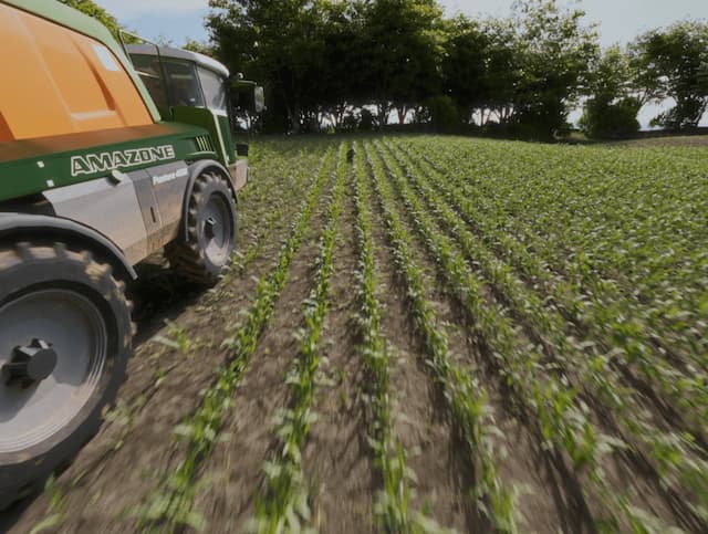 Synthetic Maize Plants