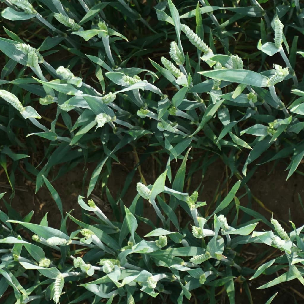 Real wheat field example 2
