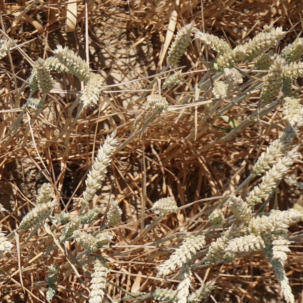 Real wheat field example 3