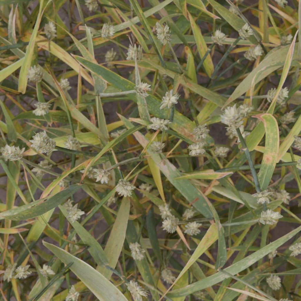 Synthetic wheat field example 1