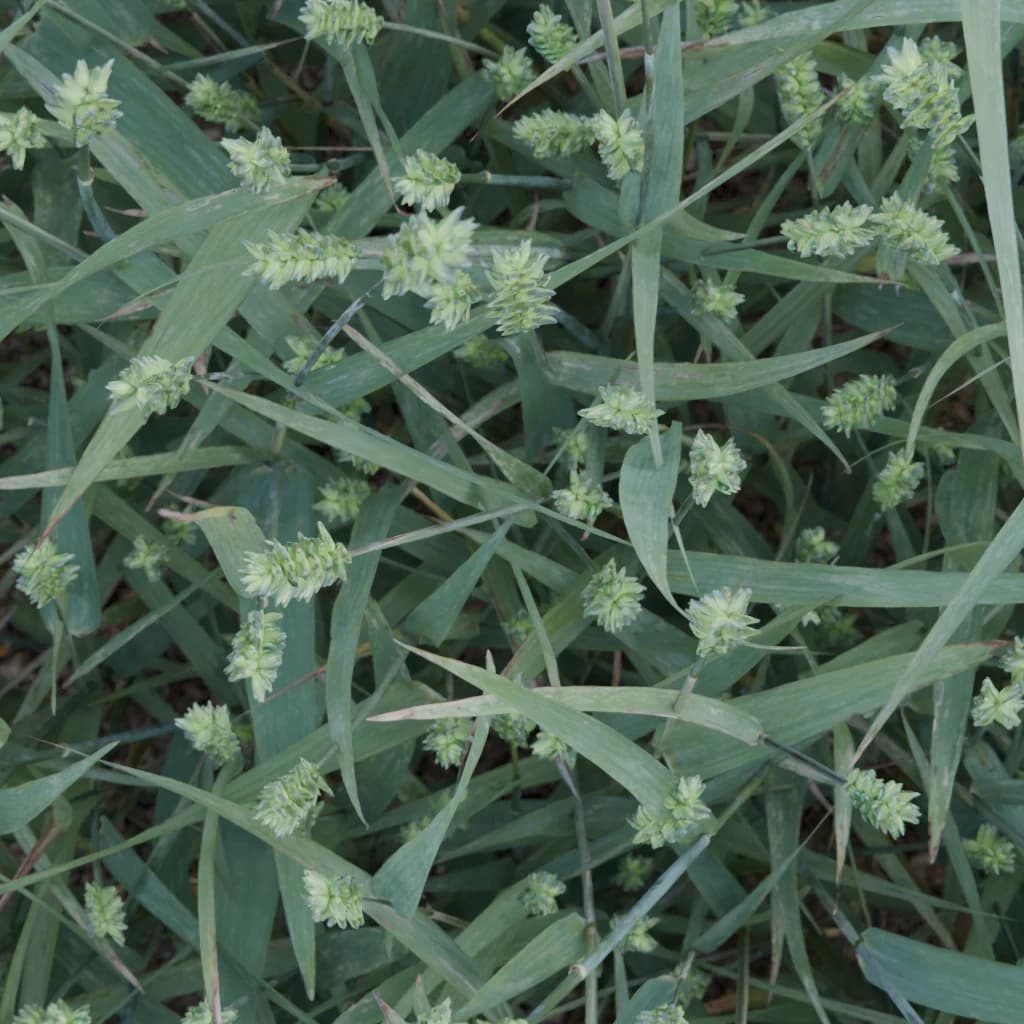 Synthetic wheat field example 3